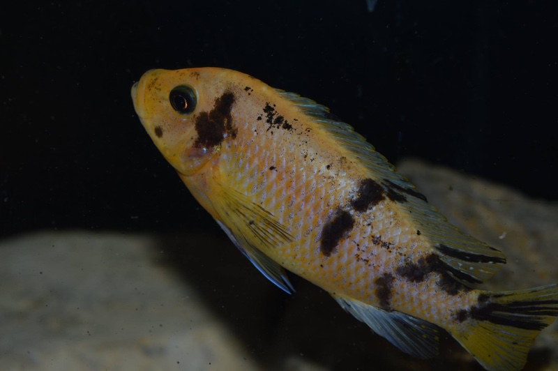 Maylandia zebra 'Masinje'